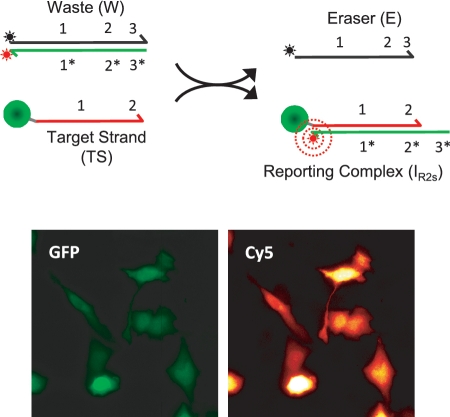 Figure 5.