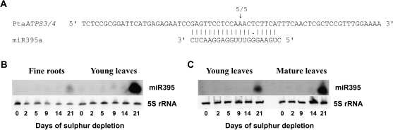 Fig. 5.