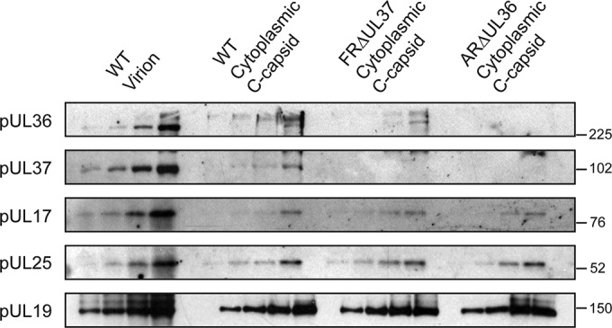 FIG 2