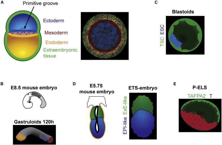 Figure 3