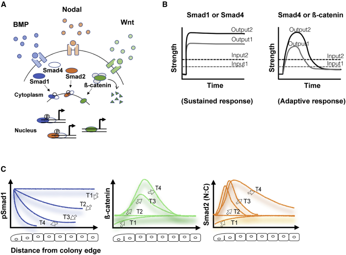 Figure 2