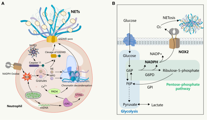 Figure 2