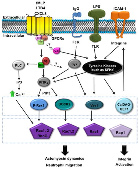 graphic file with name nihms851307u1.jpg