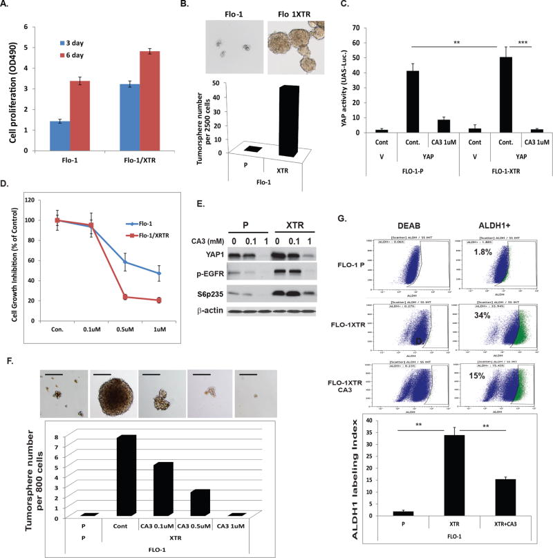 A Novel YAP1 Inhibitor targets CSCs-enriched Radiation Resistant Cells ...