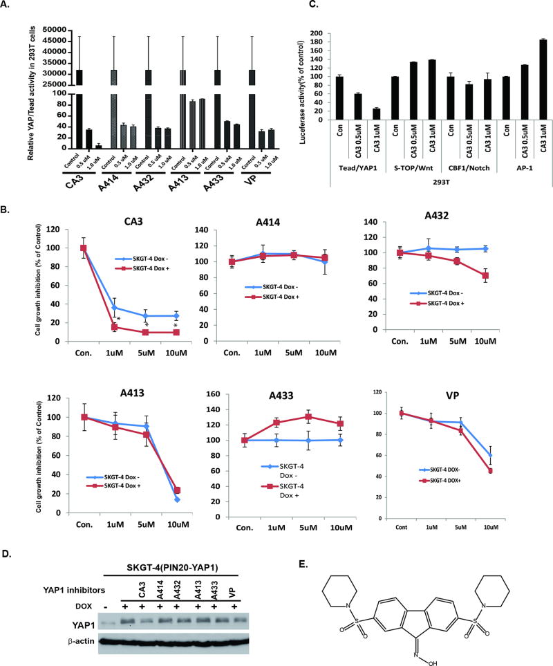 A Novel YAP1 Inhibitor targets CSCs-enriched Radiation Resistant Cells ...