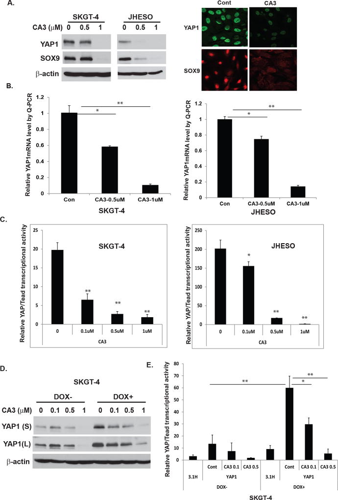 A Novel YAP1 Inhibitor targets CSCs-enriched Radiation Resistant Cells ...