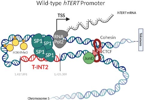 Graphical Abstract