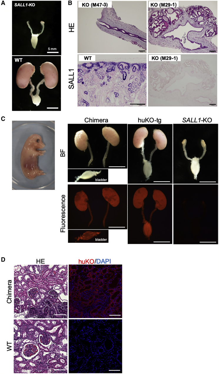 Figure 4