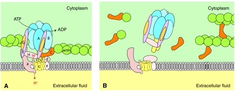 Fig. 2.