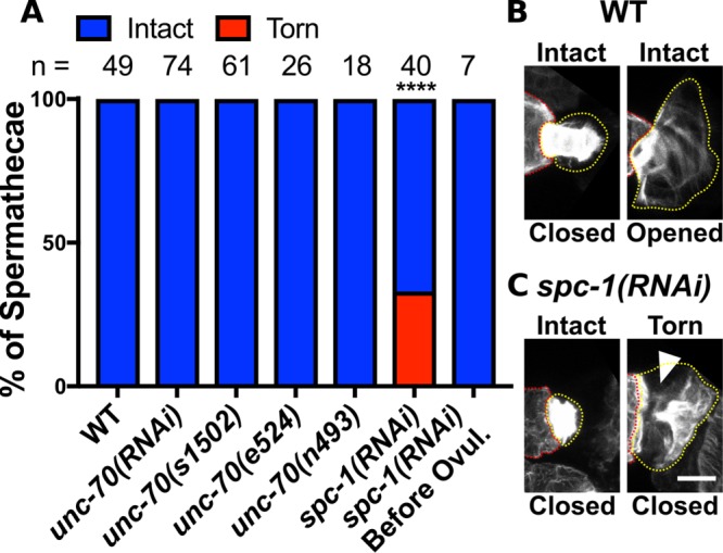 FIGURE 7: