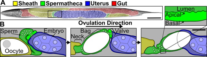 FIGURE 1: