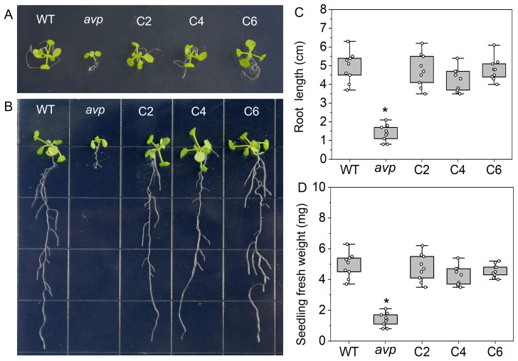 Figure 4