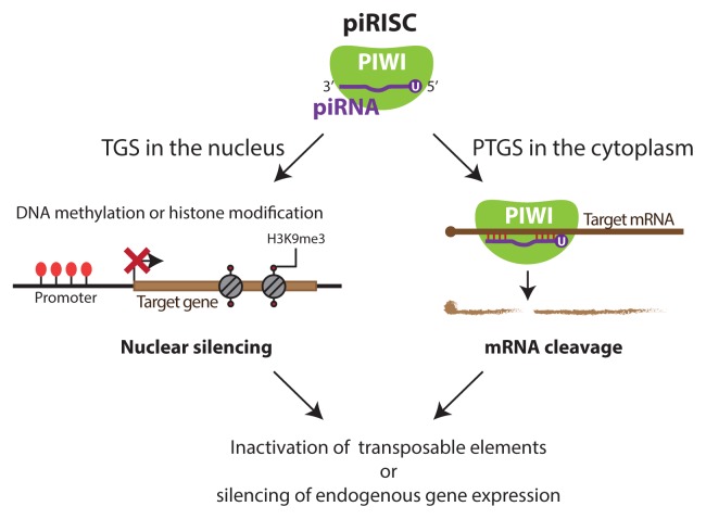 PIWI Proteins and piRNAs in the Nervous System - PMC