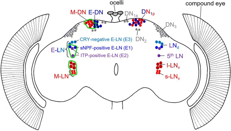 FIGURE 1