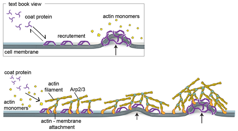 Figure 23.