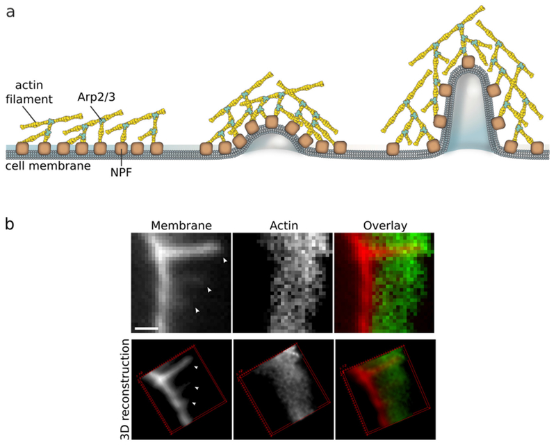 Figure 24.