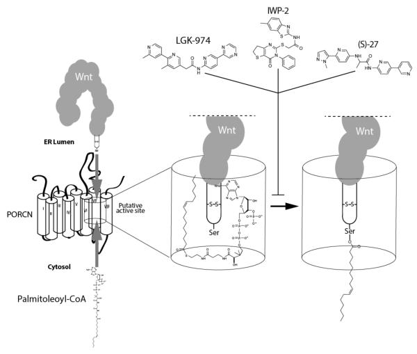 Fig. (6)