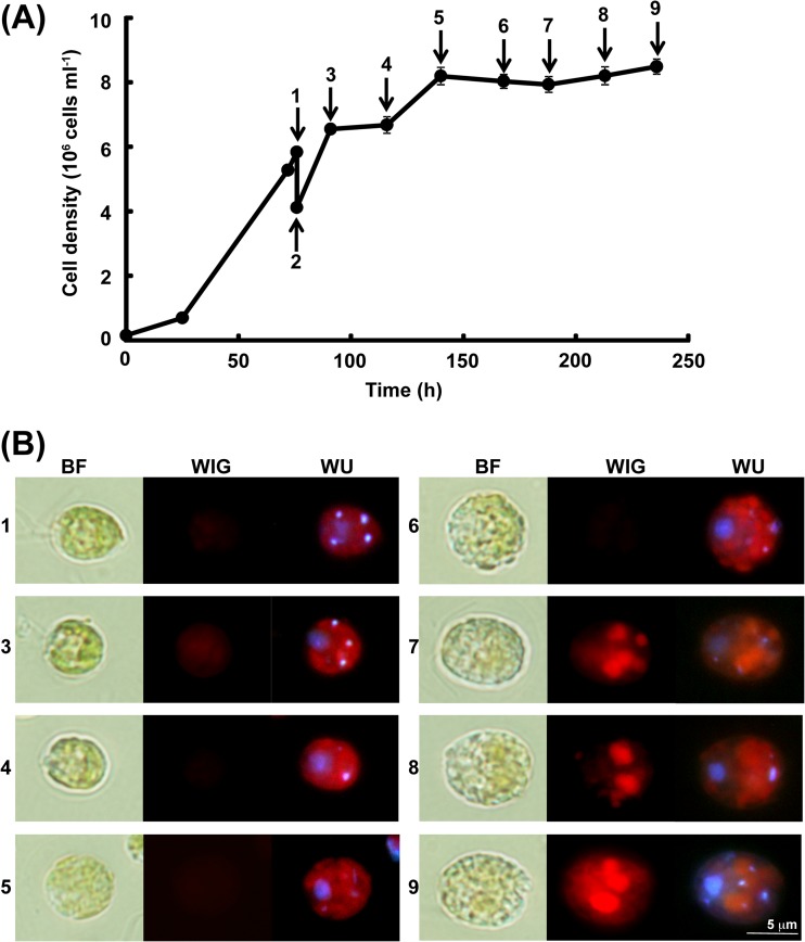 FIG 1