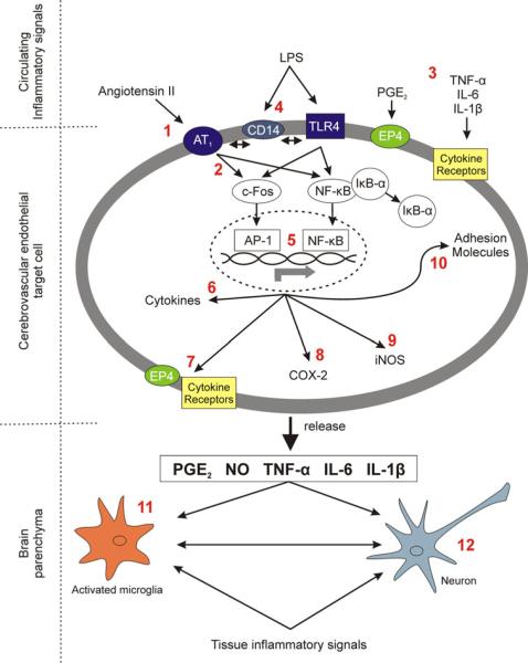 Fig. 11