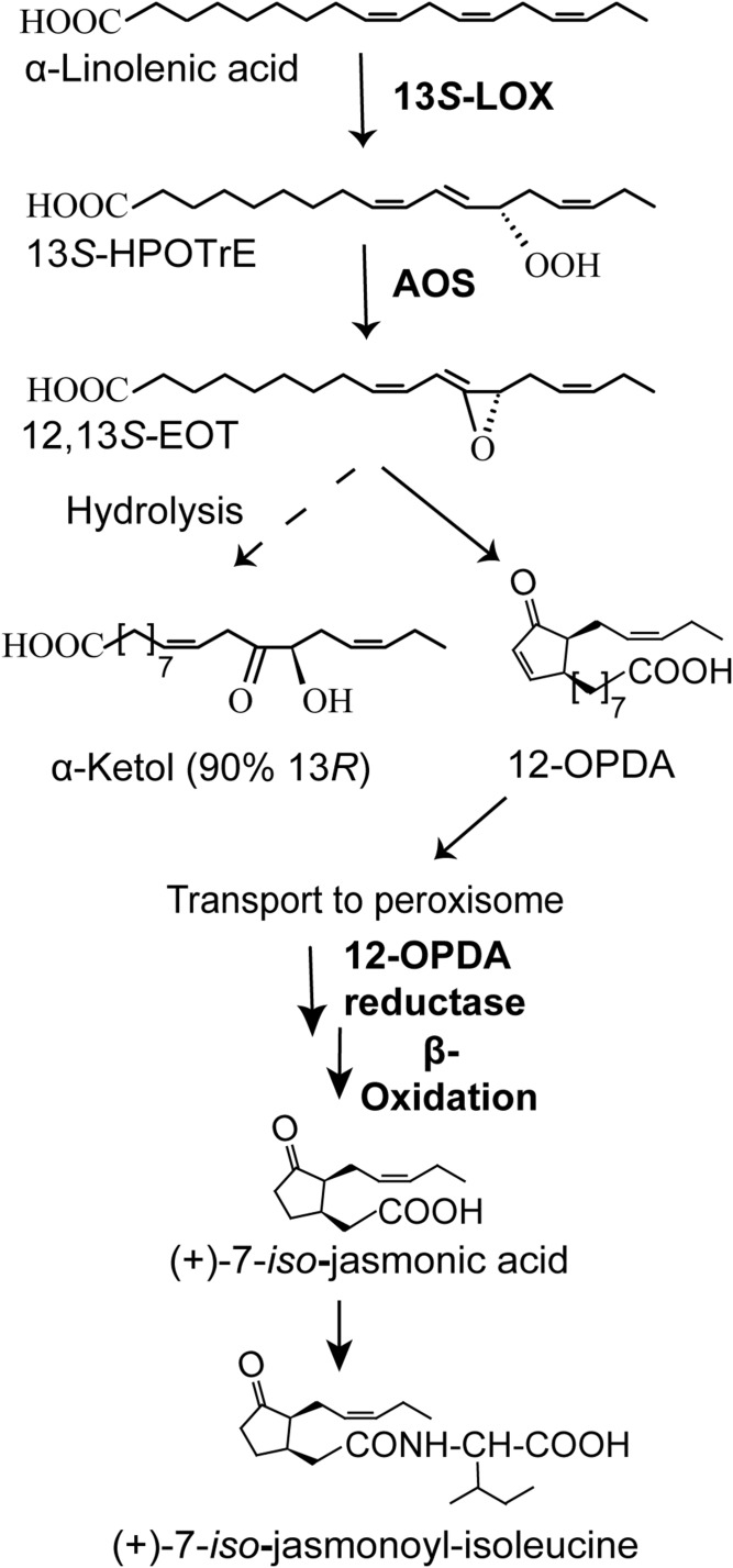 Fig. 10.