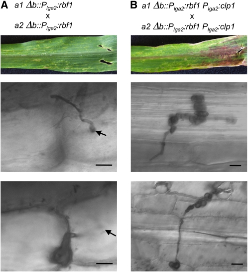 Figure 6.