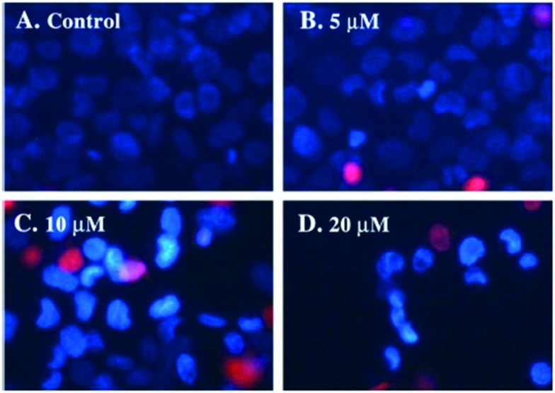 Fig. 38