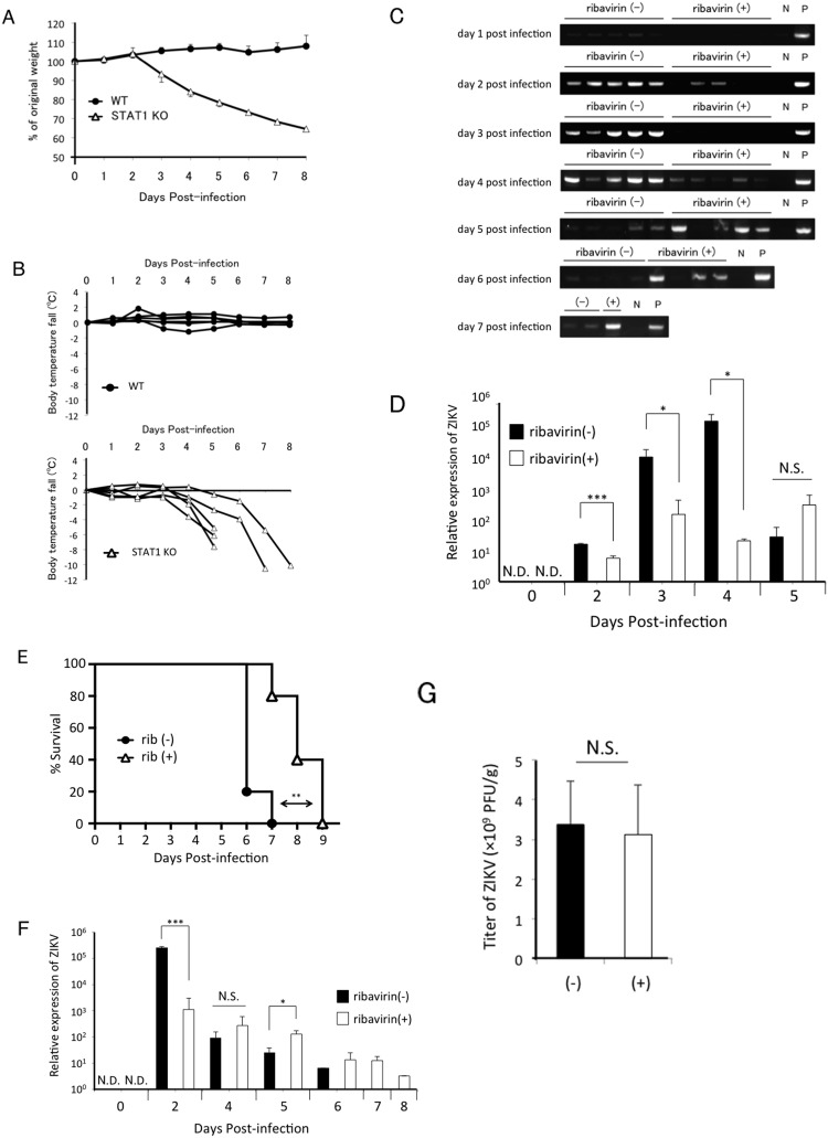 Fig. 6