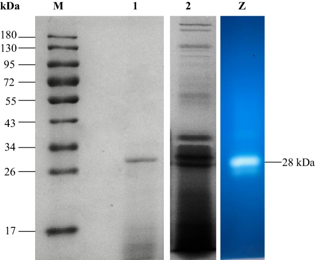 Fig. 5