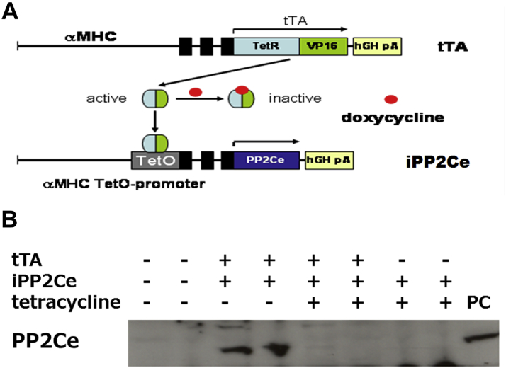 Figure 7