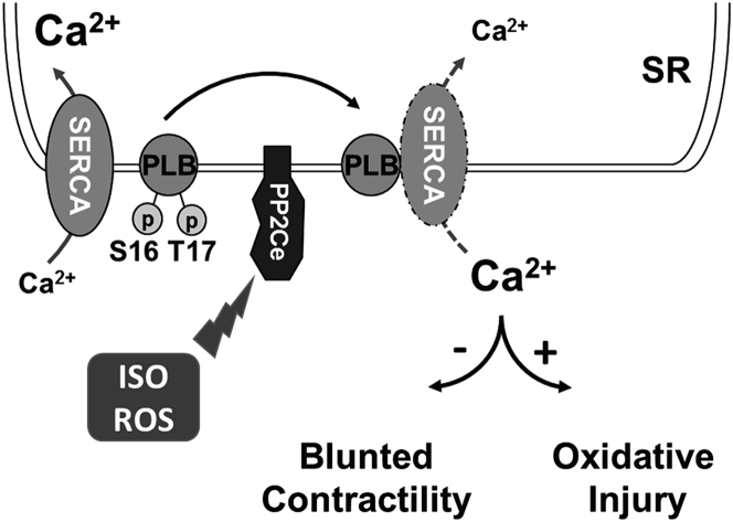 Figure 12