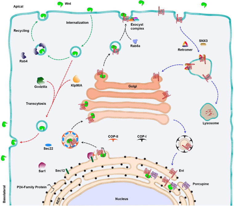 FIGURE 2