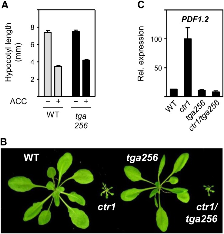 Figure 6.