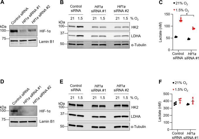 Figure 1—figure supplement 1.