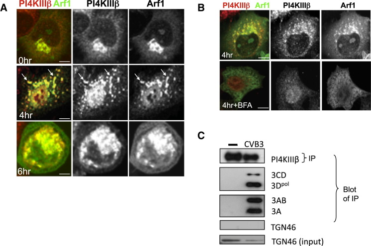 Figure 3