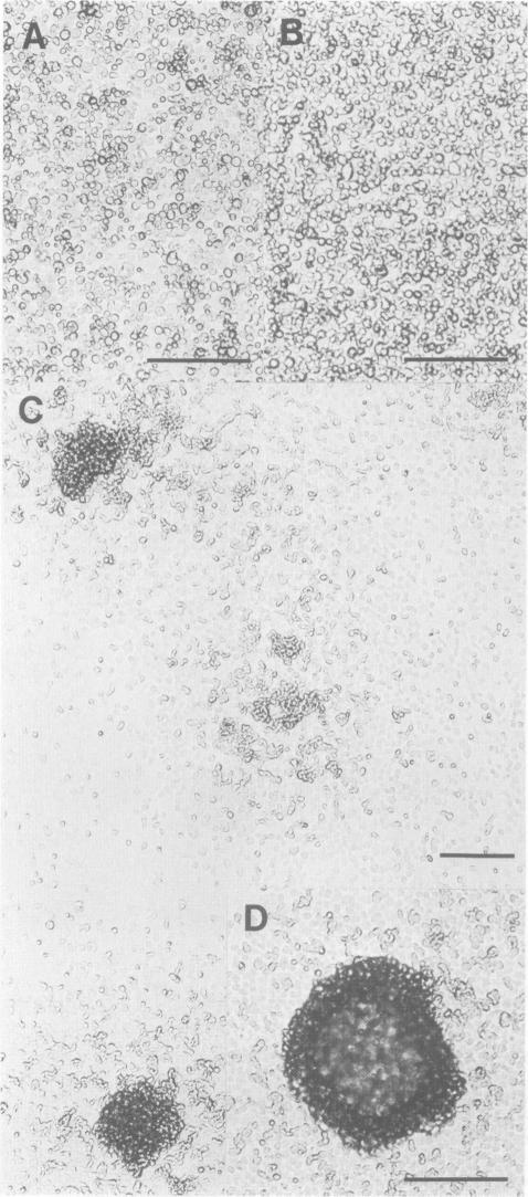 Fig. 10.