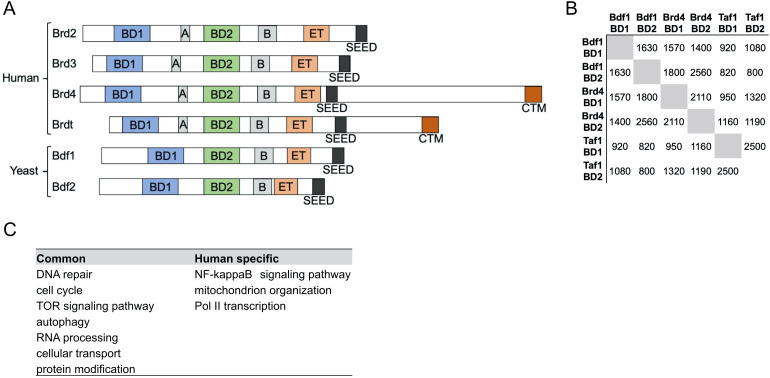 Figure 1—figure supplement 3.