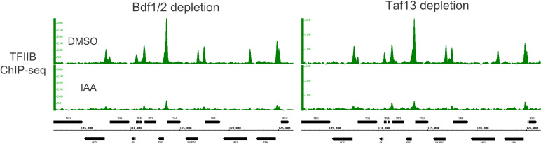 Figure 5—figure supplement 1.