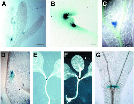 Figure 6.