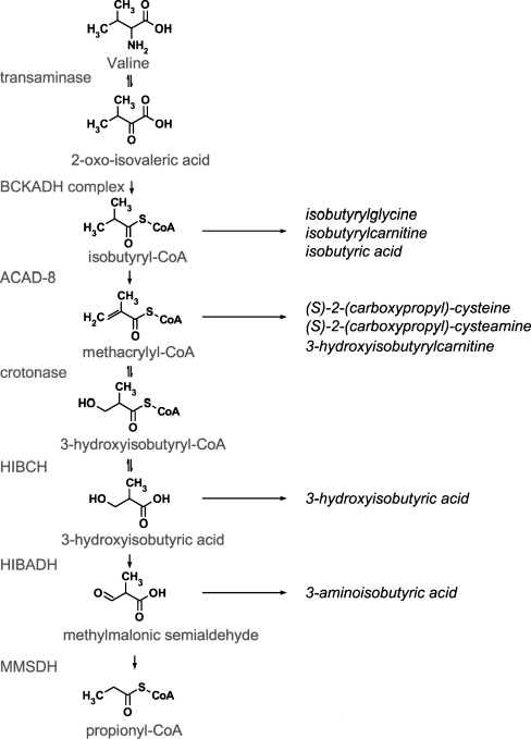 Fig. 1