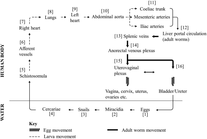 Fig. 1