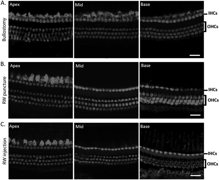 Figure 6: