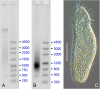 <sc>Fig</sc>. 2.