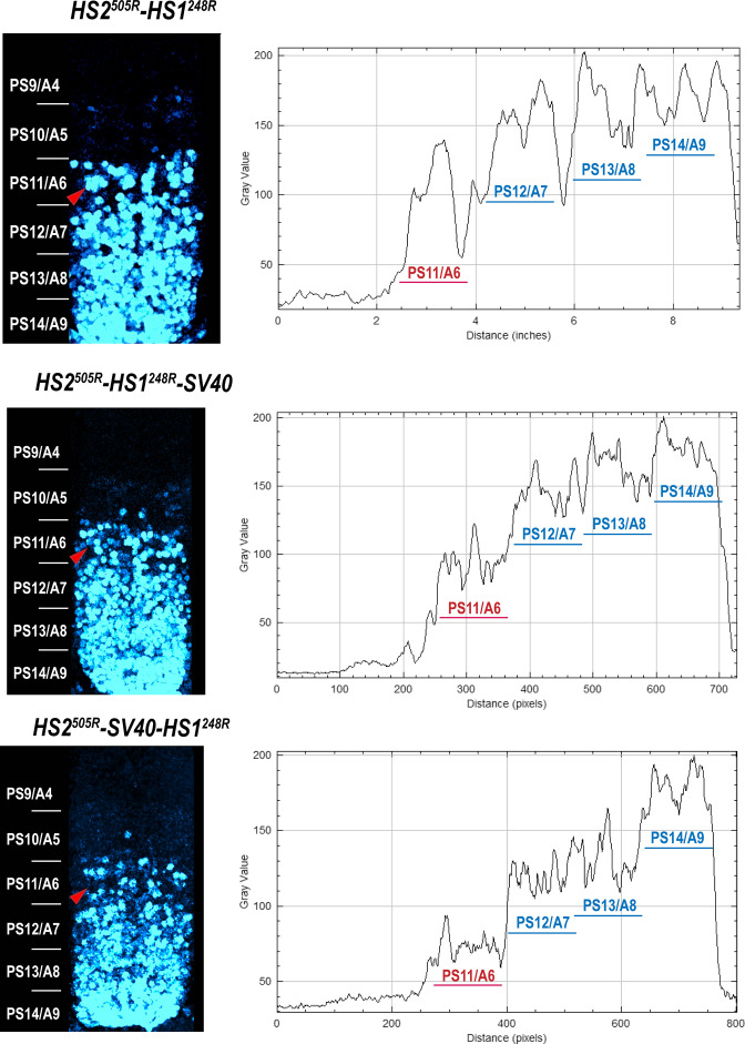 Figure 5—figure supplement 1.