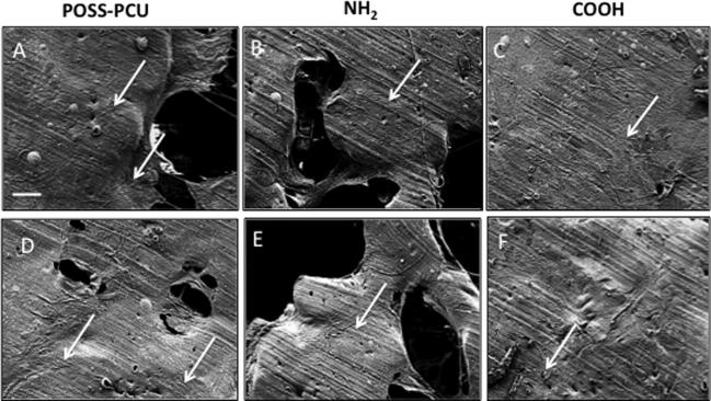 Supplementary Fig. 1