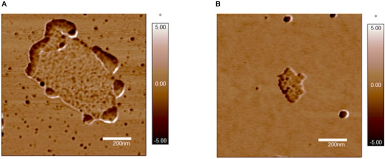 FIGURE 4