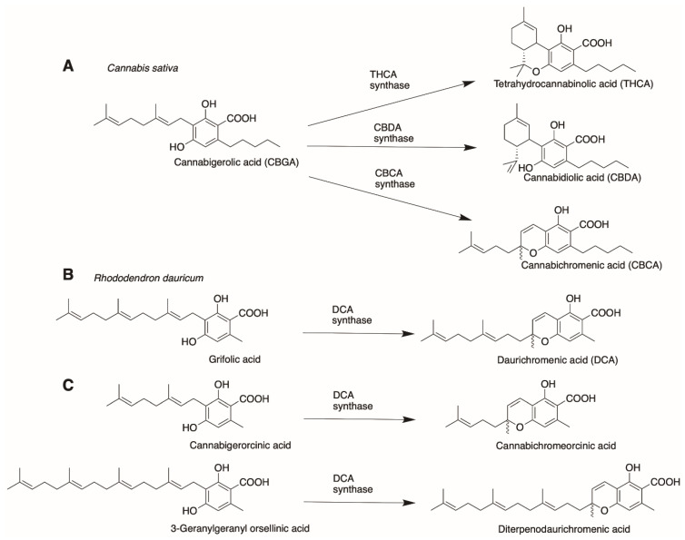 Figure 13