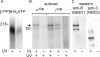 F<sc>igure</sc> 6.