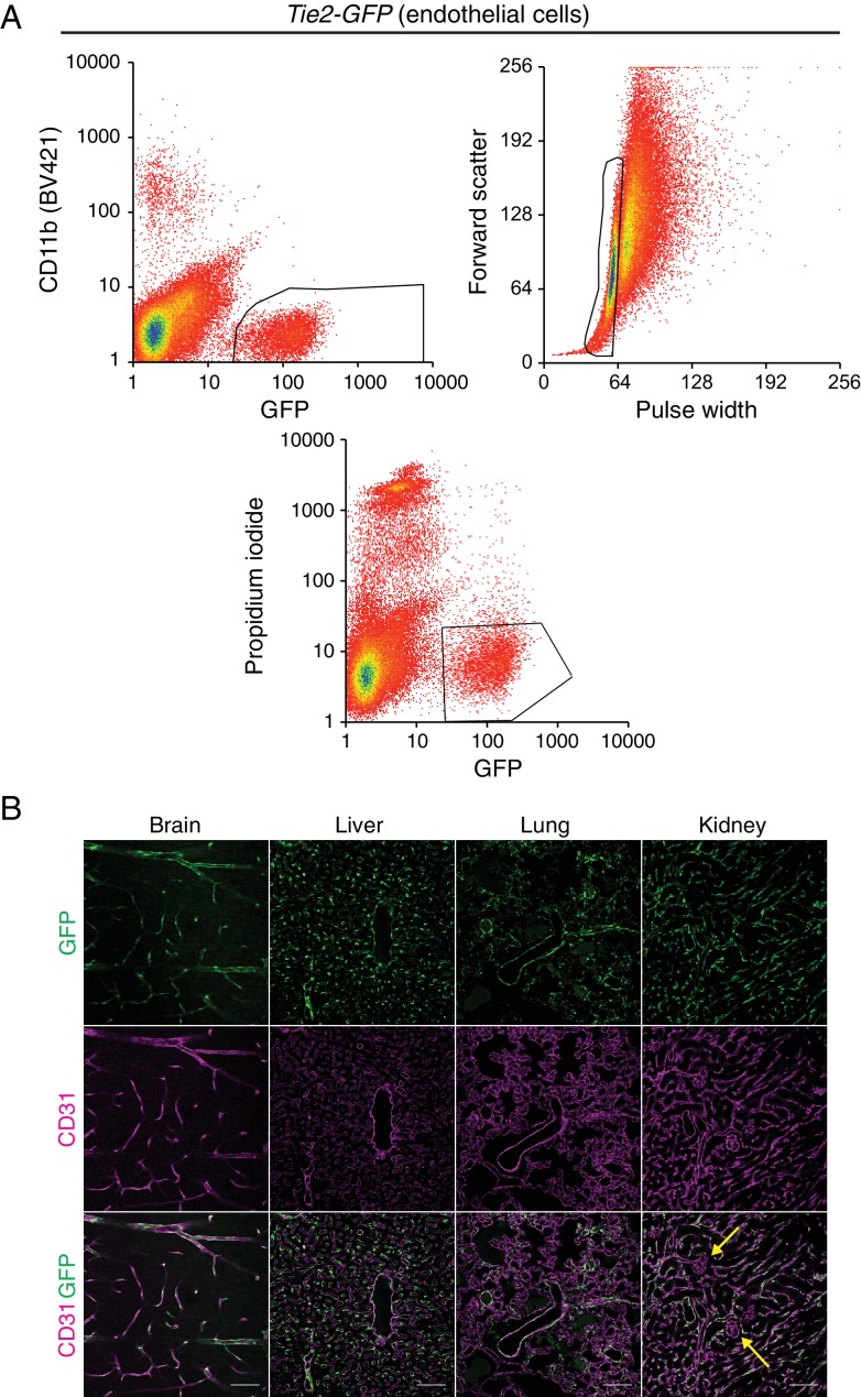 Figure 1—figure supplement 1.