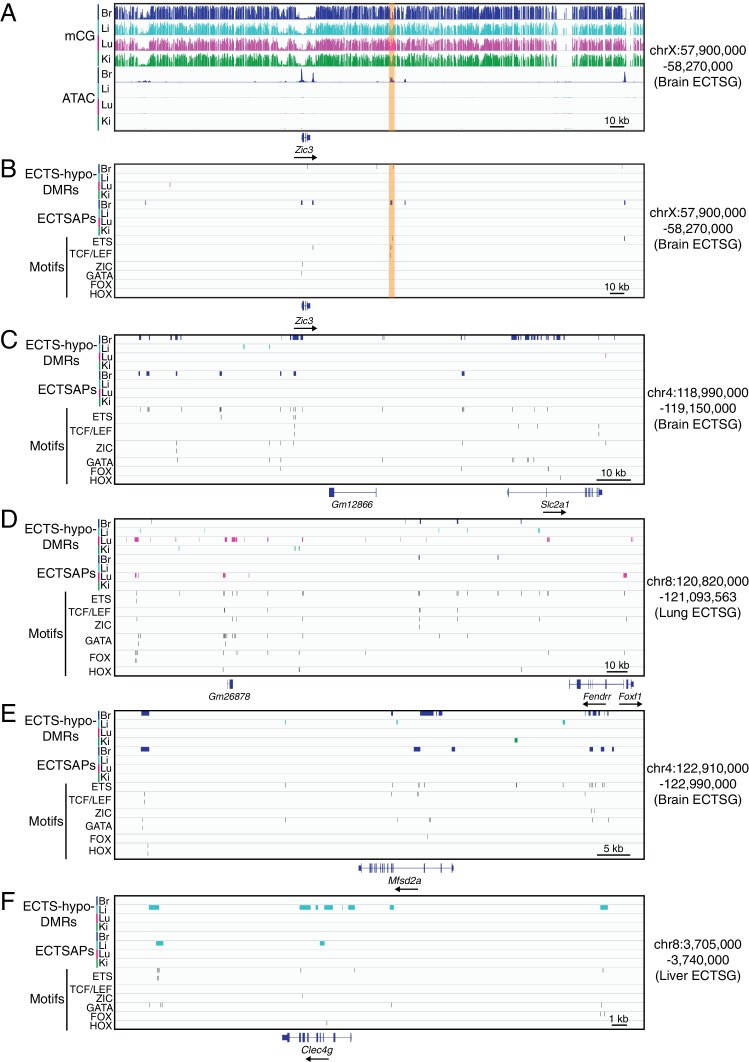 Figure 5—figure supplement 2.