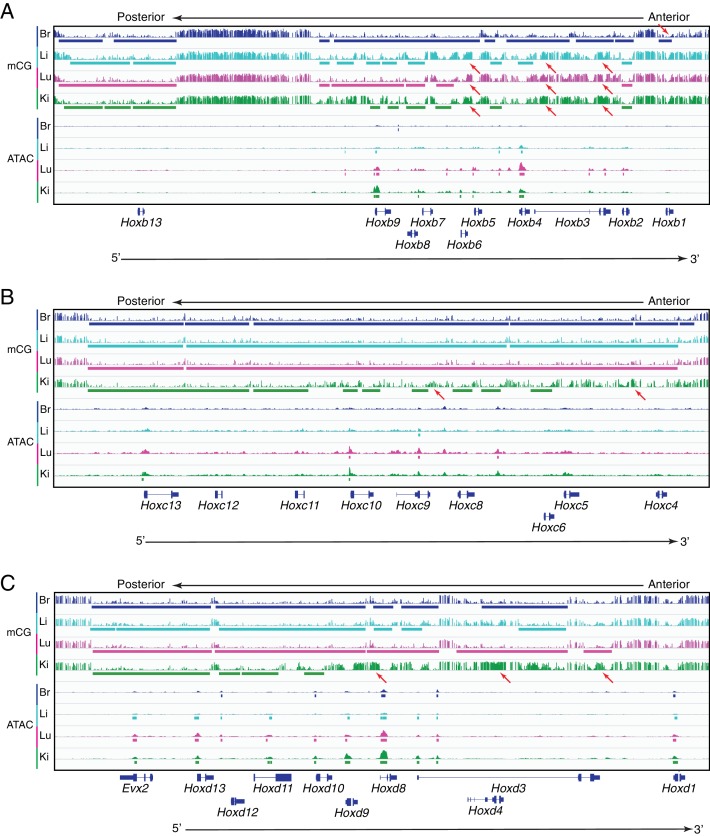 Figure 3—figure supplement 1.